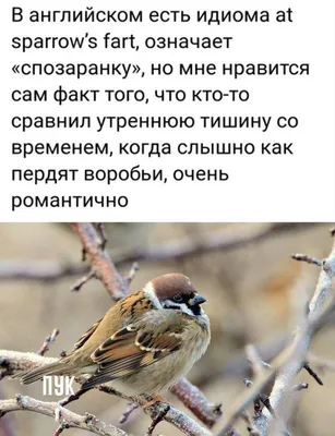 Домовый воробей (Passer domesticus)