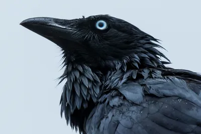 Серая ворона (Corvus cornix)