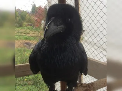 Красивое изображение птицы - ворон/ворона в природе осени (Frugilegus  Corvus) Стоковое Фото - изображение насчитывающей европа, черный: 80123186