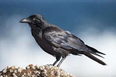 Красивое изображение птицы - ворон/ворона в природе осени (Frugilegus  Corvus) Стоковое Фото - изображение насчитывающей глаз, вороны: 80123438