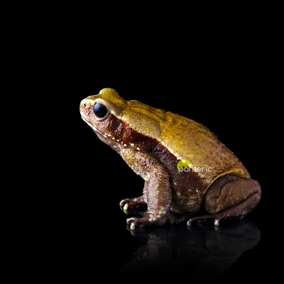 Кавказская жаба (Bufo verrucosissimus)