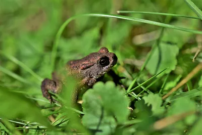 Жаба зеленая американская - Bufo debilis (M)