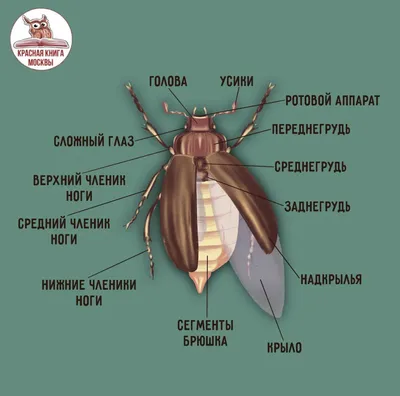 Короед: описание жука, как выглядит, как избавиться в деревянном доме,  методы борьбы