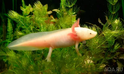 Аксолотль 🦎 (Axolotl, Ambystoma mexicanum): содержание, виды ,  совместимость, размножение, фото-видео обзор - AQA.wiki