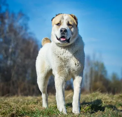 Сколько стоит содержать Алабая ? | Pro - Dogs | Дзен