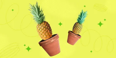 Ананас комнатный - Ananas. Уход за комнатным ананасом