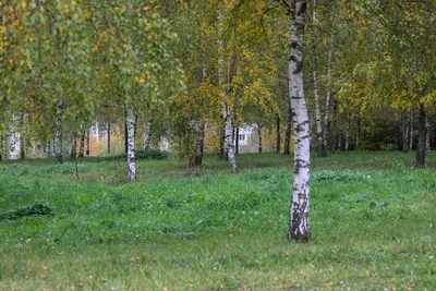 Раскраска \"Лист березы\" (21 фото) | Раскраски, Осенние деревья, Береза