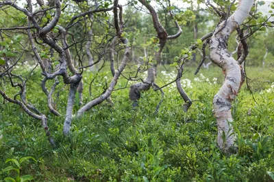 Купить Береза повислая Пурпуреа Betula pendula Purpurea - в питомнике  Флорини