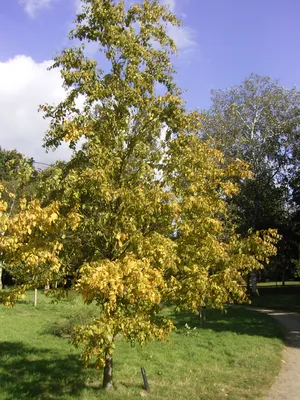 Береза повислая \"Betula pendula\" по цене от 700 купить саженцы из питомника  ЦентроСад | Гарантия, посадка и уход