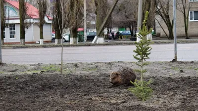 В Белоруссии мужчина скончался после укуса бобра — РБК