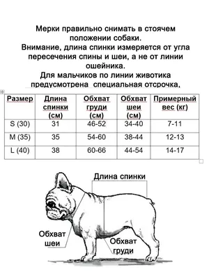 щенок французского бульдога на белом фоне Стоковое Изображение -  изображение насчитывающей конец, съемка: 221954419