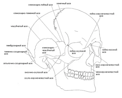Череп человека рисунок легкий - 50 фото