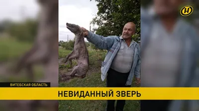 Таинственную «чупакабру» после нападения на животных заснял дрон: Аномалии:  Из жизни: Lenta.ru