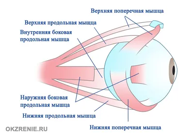 Крутые капли для глаз, 15 мл, медицинское Средство Для Расслабления Глаз,  массажа, ухода за глазами, продукты для здоровья, Детокс, снимает  дискомфорт, избавляет от усталости | AliExpress