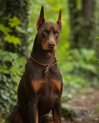 Доберман: характеристика породы 🐕, содержание, фото, всё о собаке