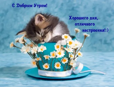 Доброго утра!🥰🥰🥰 Хорошего дня и отличного настроения!🌞☕🍩 #доброеу... |  TikTok