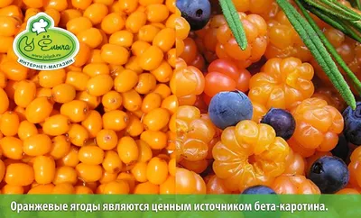 Топ-5 ядовитых ягод России – будьте внимательны!-Управление  Роспотребнадзора по Кировской области