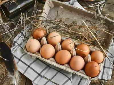 Яйцо куриное домашнее в Санкт-Петербурге - купить, цена, доставка домашнего  куриного яйца от Халяль Маркет