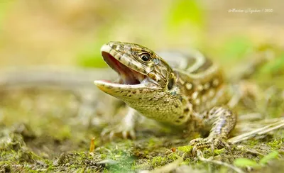 Ящерица 🦎 на авто: на кузов, капот, двери, крышу. Аэрография автовинилом.