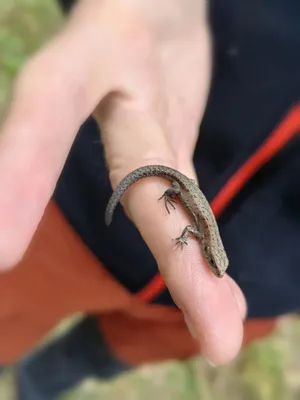 Зелёная ящерица(Lacerta viridis) — вид ящериц из рода Зелёных ящериц.  Ящерица на камне Stock Photo | Adobe Stock