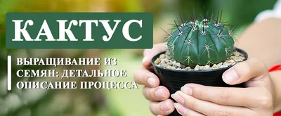 Кактус Echinocactus Grusonii в интернет-магазине VALLES.RU