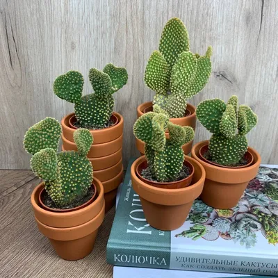 https://vesna-city.ru/magazin/product/kaktus-bolshoj-cactus