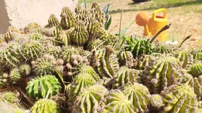 Коллекция кактусов 300. Эхинокактус, круглый кактус, цереус, Barrel cactus,  комнатный кактус, растения пустыни - Комнатные - 3D модель