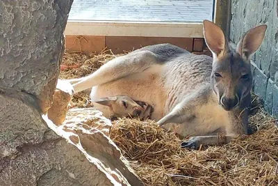 Кенгуру Беннета, или рыже-серый валлаби | zoo-ekzo.ru - Экзотические  животные