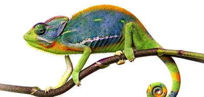 Chameleon calyptatus (Йеменский хамелеон) — Блог Планета Экзотики