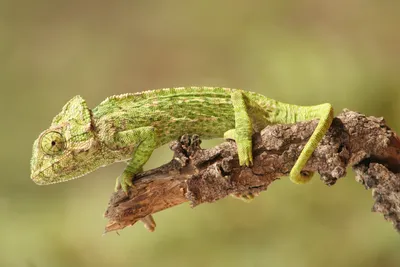 Йеменский хамелеон, или шлемоносный хамелеон (Chamaeleo calyptratus)  (ID#1082367827), цена: 1000 ₴, купить на Prom.ua