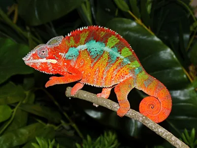 Chameleon calyptatus (Йеменский хамелеон) — Блог Планета Экзотики