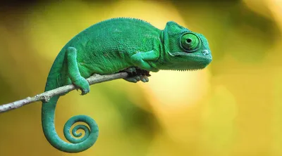 Йеменский хамелеон Chameleon calyptatus, 3,5 месяца, Самец