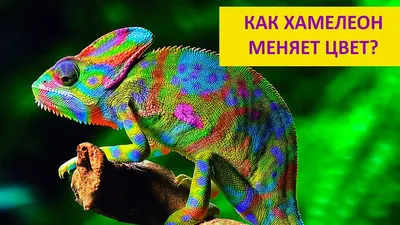 Как нарисовать хамелеона карандашом и гуашью для детей | Рисунок поэтапно  для срисовки - YouTube