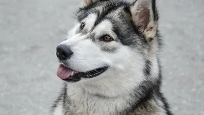 Сибирские Хаски | Siberian Husky : Всё о собаках породы Сибирский Хаски -  щенки, выставки, спорт, фото | All about … | Хаски щенки, Сибирские хаски,  Сибирский хаски