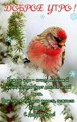 ДОБРОЕ УТРО! 🎄💖⛄🍒❄🎇❄🍒⛄💖🎄 ХОРОШЕГО НАСТРОЕНИЯ В ЛЮБУЮ ПОГОДУ! 🌨☀❄ |  Доброе утро, Зимние картинки, Смешные детские картинки