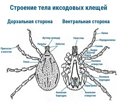 Энтомолог КФУ спрогнозировал пик активности клещей | Медиа портал -  Казанский (Приволжский) Федеральный Университет