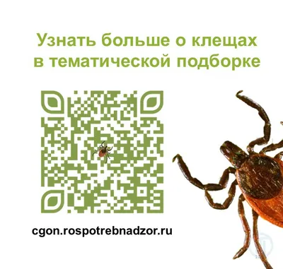 Клещи покусали 19 детей в Псковской области за неделю : Псковская Лента  Новостей / ПЛН