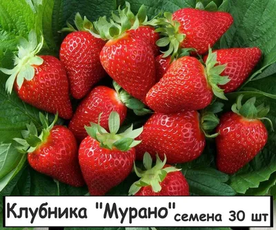 Клубнику нужно подкармливать такими удобрениями - инструкция | РБК Украина