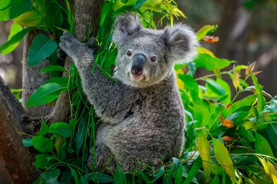 Коалы признаны исчезающим видом. Все из-за пожаров и вырубки лесов - BBC  News Русская служба