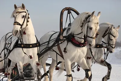 Комплект фигур коней Тройка купить недорого, цены от производителя 166 500  руб.