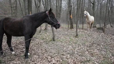 Видео: Клейдесдаль, першерон и другие породы самых мощных и сильных коней в  мире