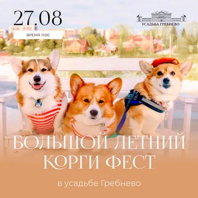 1Вельш корги кардиган