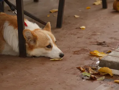 Собака вельш-корги пемброк: 🐕 фото, описание и характер породы