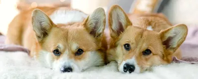 Вельш корги пемброк (Pembroke Welsh Corgi) - это жизнерадостная,  дружелюбная, умная порода собак. Фото, описание и отзывы.