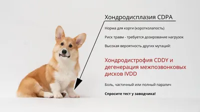 Косметика Bio-Groom для собак породы Вельш-корги-кардиган