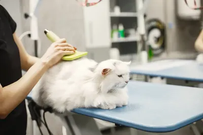 Кот или кошка: как понять визуально | Royal Canin UA