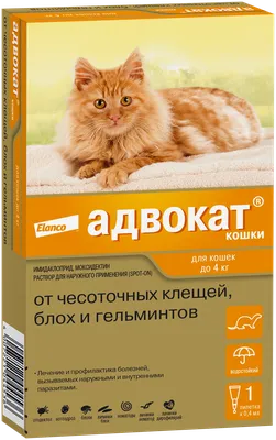 Плюшевый аристократ: все о русской голубой кошке - РИА Новости, 08.09.2021