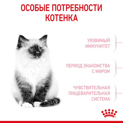 Сухой корм для котят Purina Cat Chow Kitten с курицей 15 кг – купить в  Киеве | цена и отзывы в MOYO