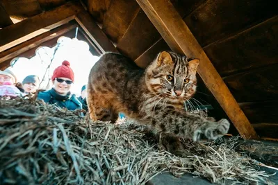 Коты в смокинге: пять интересных фактов о черно-белых кошках. Читайте на  UKR.NET