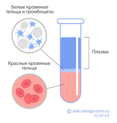 Как стать донором плазмы крови: кто может быть донором, как подготовиться к  сдаче